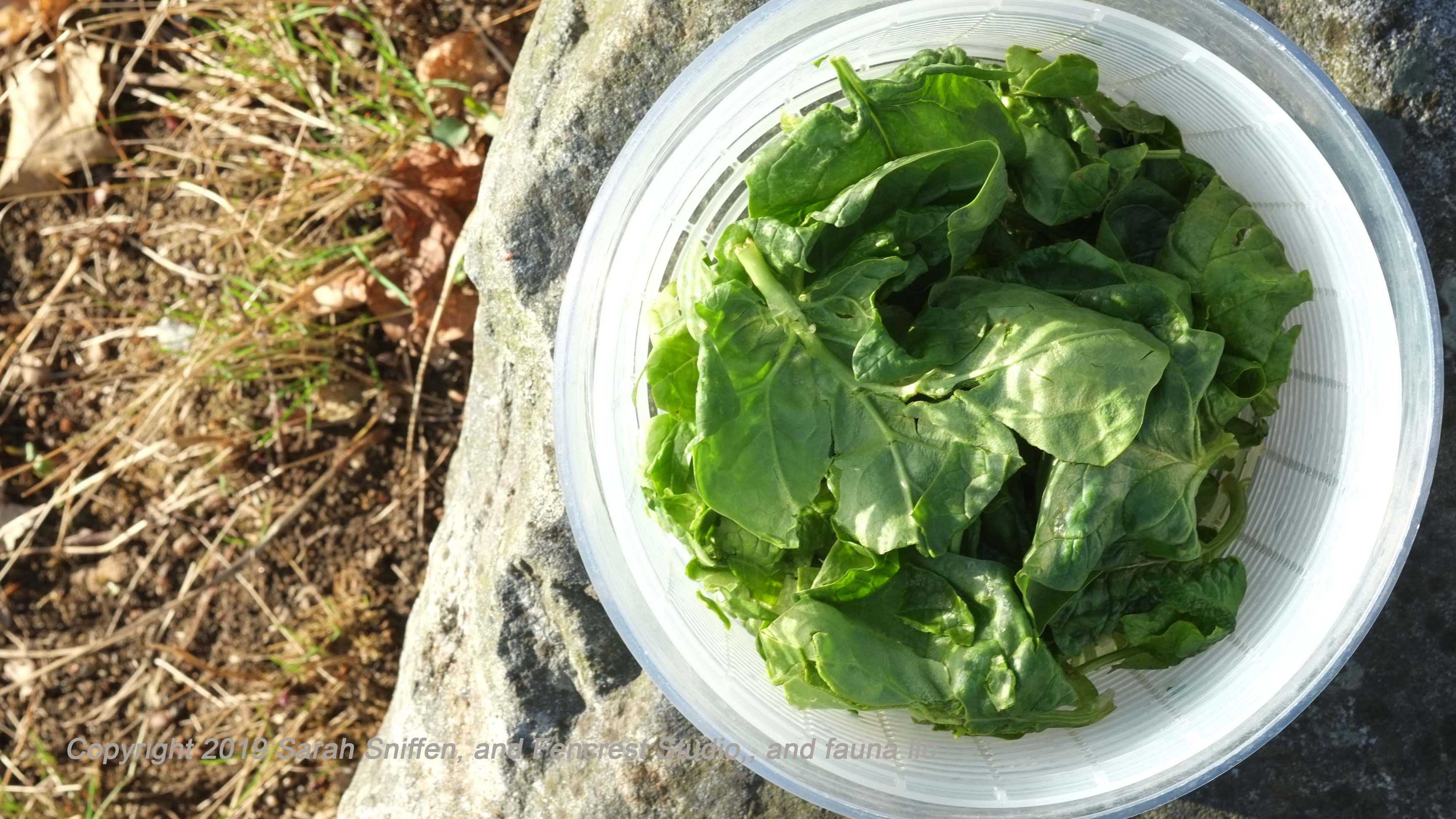 spinach in salad spinner on rock and to left side some grass both brown and some green as it is in early spring.